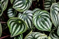 Dark green leaves pattern of cardboard palm or cardboard cycad Zamia furfuracea evergreen plant native to Indonesia, abstract na Royalty Free Stock Photo