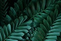 Dark green leaves pattern of cardboard palm or cardboard cycad Zamia furfuracea evergreen plant native to Mexico, abstract