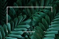 Dark green leaves pattern nature frame layout of cardboard palm or cardboard cycad Zamia furfuracea evergreen plant native to