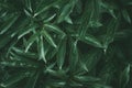 Dark green leaves peony, drops on leaf, natural abstract background pattern texture