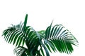 Dark green leaves of rainforest palm tree the tropical foliage plant isolated on white background, clipping path included Royalty Free Stock Photo