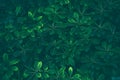Dark green leaves texture and background. Green wallpaper Royalty Free Stock Photo