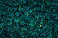 Dark green leaves texture Royalty Free Stock Photo