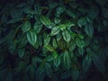 Dark green leaves texture. Wild vegetation natural background Royalty Free Stock Photo