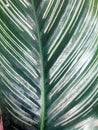 Dark green leaves with unique striped patterns