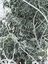 Dark green leaves of a viny plant laced with frost on the edges Royalty Free Stock Photo