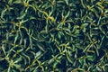 Dark green leaves on the wall. Natural pattern, leaf texture. Abstract background. Plant surface, grass pattern. Decorative Royalty Free Stock Photo