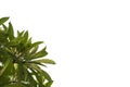 Dark green leaves on a white background. Embed the clipping path