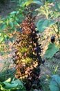 Dark green Lettuce or Lactuca sativa annual plant left in local home garden after picking to grow tall surrounded with other