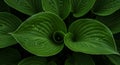 Dark Green Lush Leaves Close Up Royalty Free Stock Photo