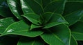 Dark Green Lush Leaves Close Up Royalty Free Stock Photo