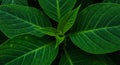 Dark Green Lush Leaves Close Up Royalty Free Stock Photo