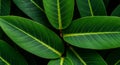 Dark Green Lush Leaves Close Up Texture Royalty Free Stock Photo