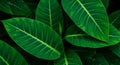Dark Green Lush Leaves Close Up Texture Royalty Free Stock Photo