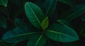 Dark Green Lush Leaves Close Up Texture Royalty Free Stock Photo