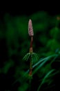 Dark green macro sprout of horsetail