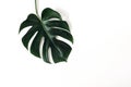 Dark green Monstera deliciosa leaf isolated on white table backgound. Swiss cheese plant. Tropical jungle, summer