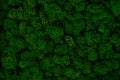 Dark green moss background