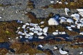 dark green moss covered in small sea shell fragments Royalty Free Stock Photo