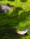 Dark green moss covering growing on wet old grunge rustic dirty concrete floor