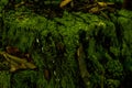 Moss, grass, forest earth, dark green