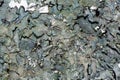 Dark green moss microcosm texture background Royalty Free Stock Photo