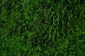 Dark green moss textured background with bokeh Royalty Free Stock Photo