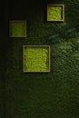 Dark green moss wall