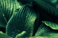 Dark green mysterious spring natural background with big wet rainy leaves, outdoor nature, soft focus, partially blurred image