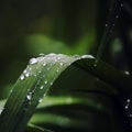 Dark green mysterious spring natural background with dew drops on leaves, outdoor nature, soft focus, partially blurred image