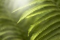 Dark green mysterious spring natural background with white fern leaves, outdoor nature, soft focus, partially blurred image