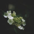 Dark green mysterious spring natural background with white flowers, outdoor nature, soft focus, partially blurred image
