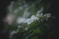 Dark green mysterious spring natural background with white flowers, outdoor nature, soft focus, partially blurred image