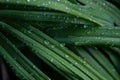 Dark green natural background with drops of water. Wet grass with water drops Royalty Free Stock Photo