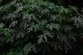 Dark green natural background.Green natural leaves in garden making pattern backdrop. No main focus,lowkey shot concept Royalty Free Stock Photo