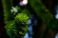 Dark green natural background with Monkey Puzzle tree branches Royalty Free Stock Photo