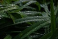 Dark green natural background with wet grass with water drops Royalty Free Stock Photo