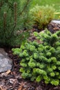 Close up photo of Abies pyramidal-shaped fir tree growing in evergreens collectors garden in Northen Europe.