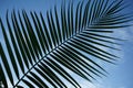 Dark green palm leaf texture background, tropical jungle tone concept Royalty Free Stock Photo