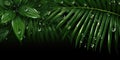 Dark Green palm leaves and droplet Water dramatic photo effect background, realism, realistic, hyper realistic