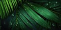 Dark Green palm leaves and droplet Water dramatic photo effect background, realism, realistic, hyper realistic