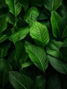 Dark green philodendron leaves, light veins, tropical jungle foliage