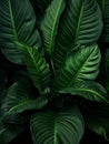 Dark green philodendron leaves, tropical rainforest jungle foliage