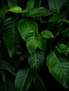 Dark green philodendron leaves, tropical rainforest jungle foliage