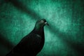 A dark green pigeon with a hint of iridescence on its feathers is set against a deep green background