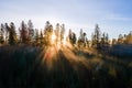 Dark green pine trees in moody spruce forest with sunrise light rays shining through branches in foggy fall mountains Royalty Free Stock Photo