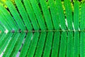Dark green pinnately compound leaves