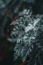 Dark green plant covered in snow