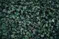 Dark green plant leaves background, foliage wall