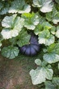 dark green pumpkin on bed in garden.